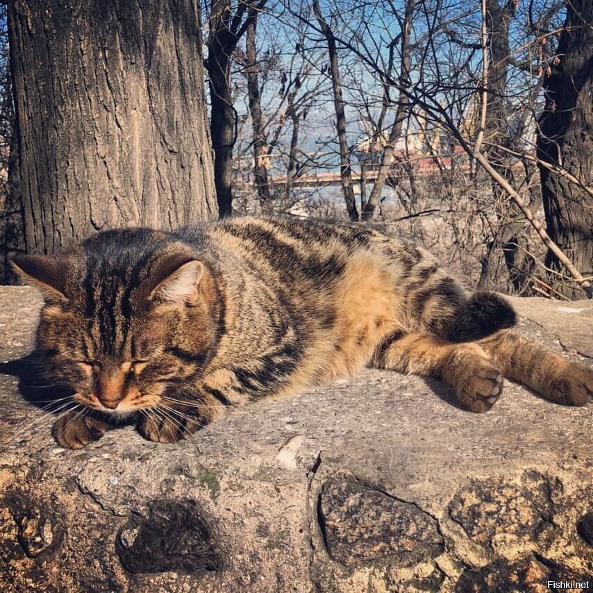 Солянка