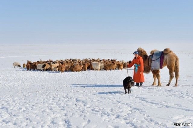 Солянка