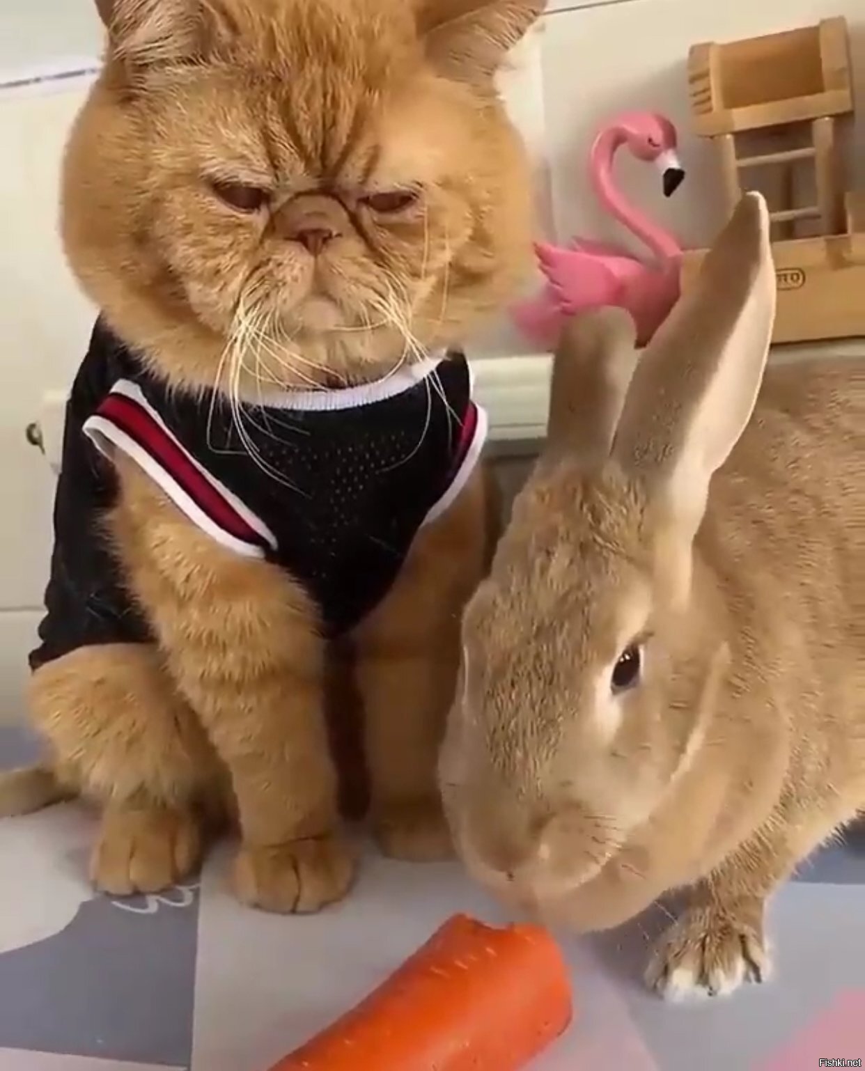 Солянка
