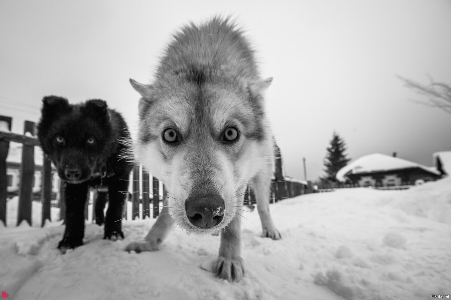 Солянка
