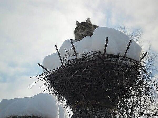 Никто не прошмыгнет