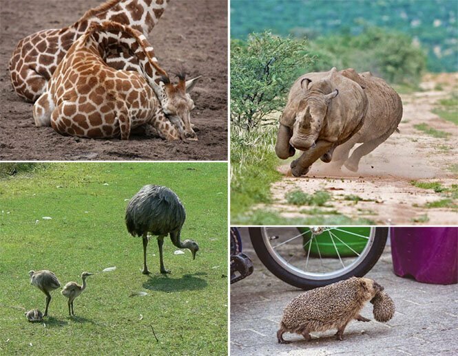 Необычные факты о знакомых нам животных