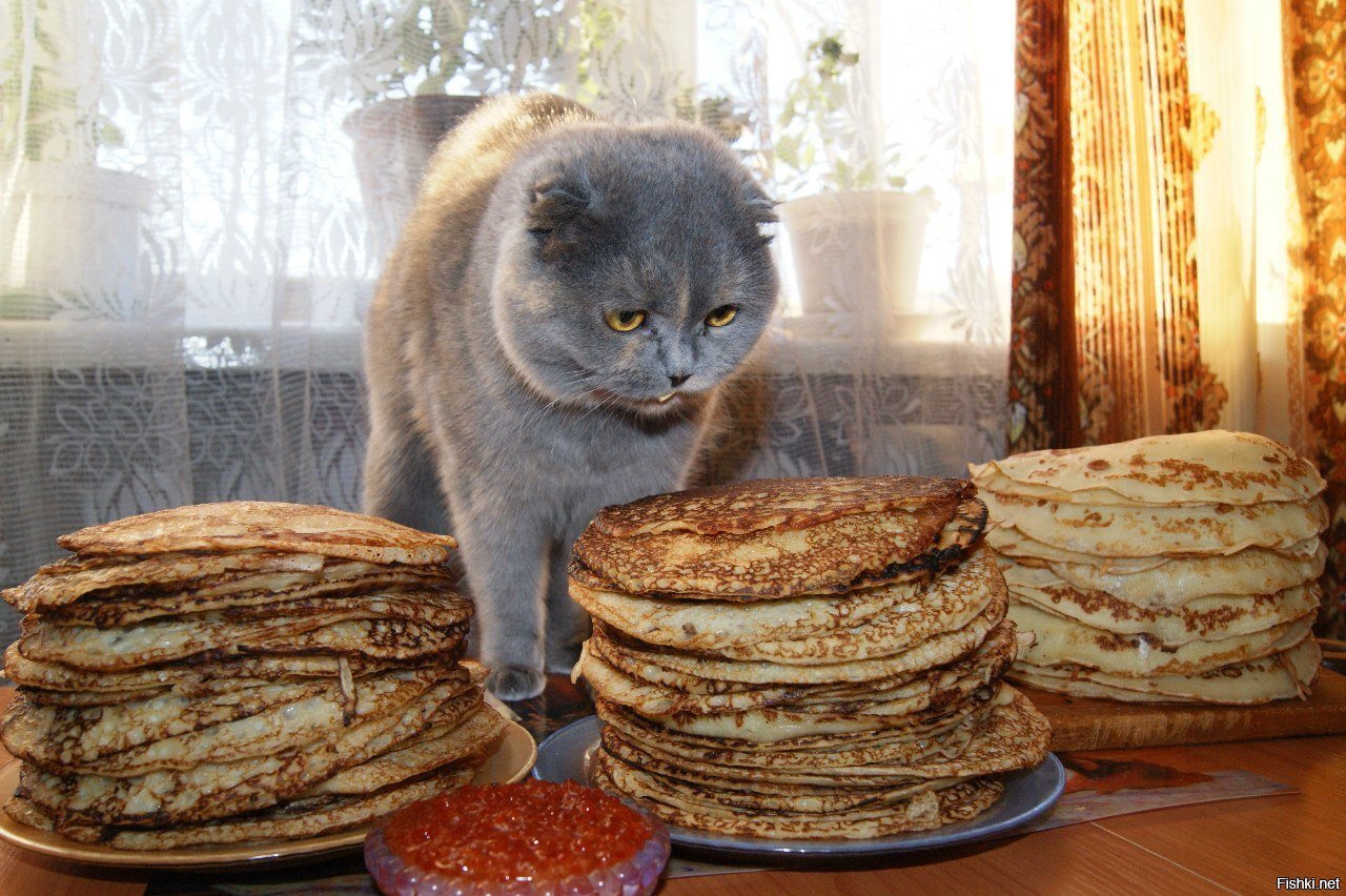 И все коту масленица