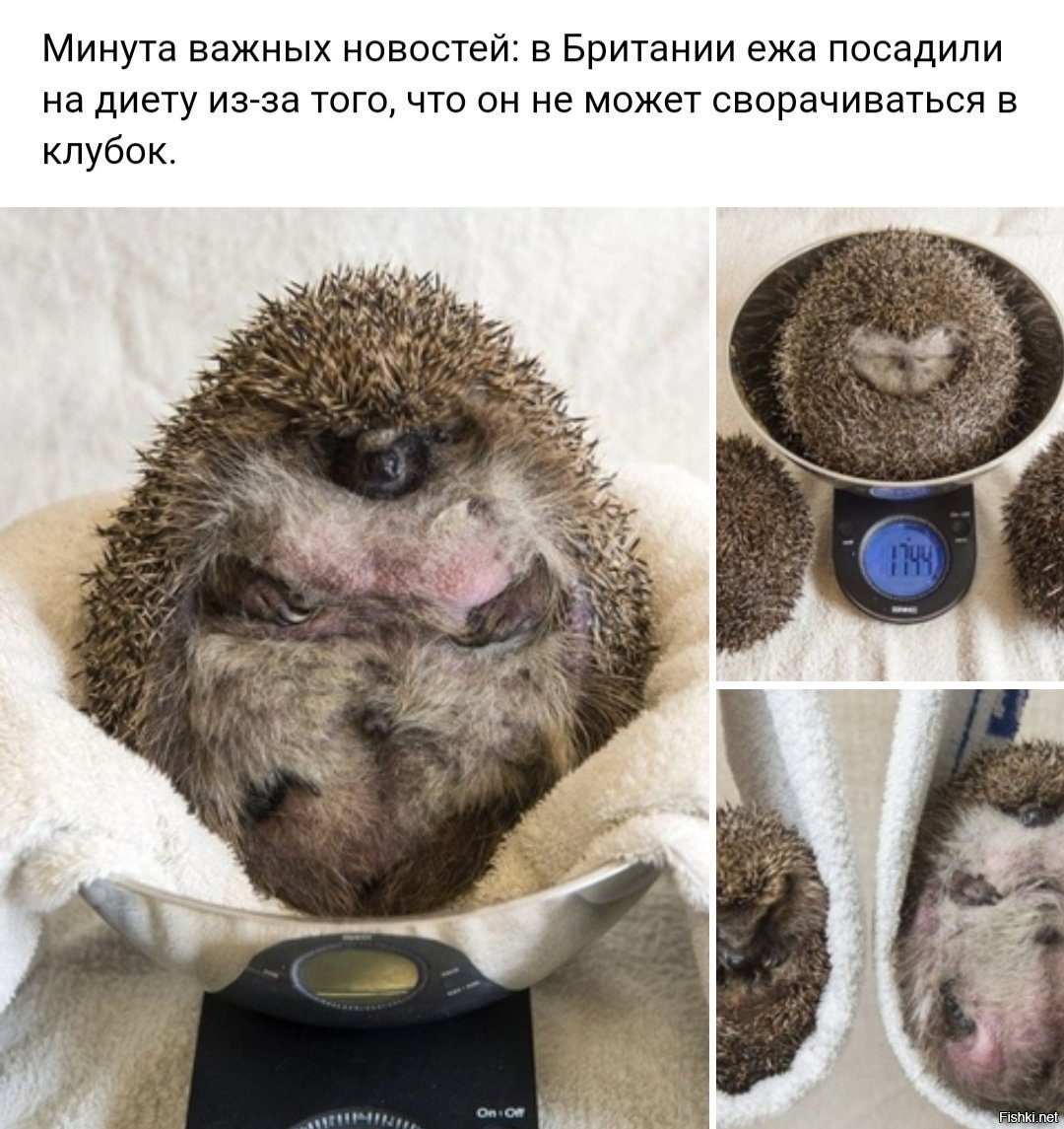 Солянка