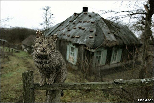 Солянка