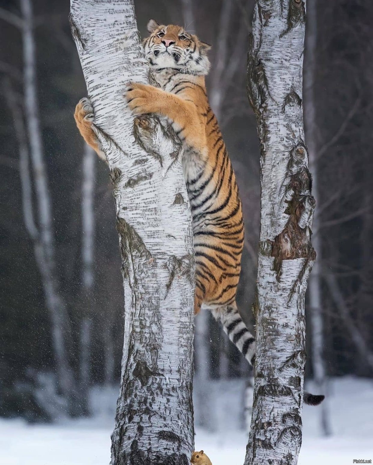 Солянка