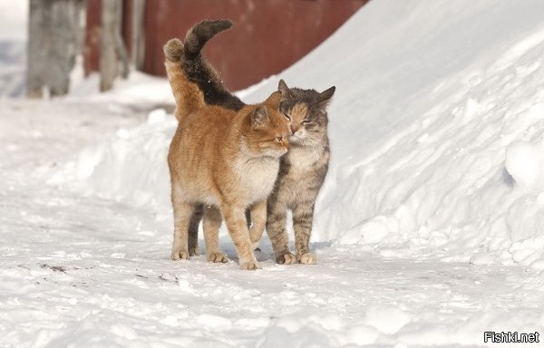 Коты крепитесь,