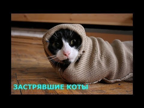 Застрявшие коты