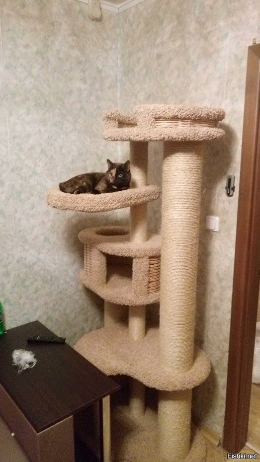 Кошке новый дом)