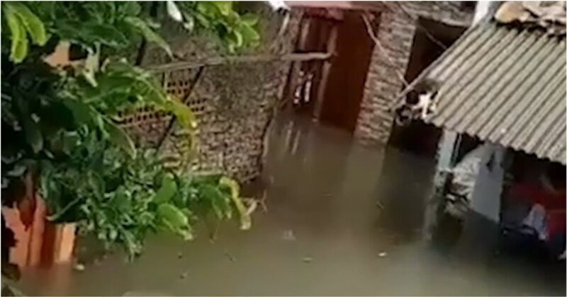 Кот преодолевает водную преграду после наводнения