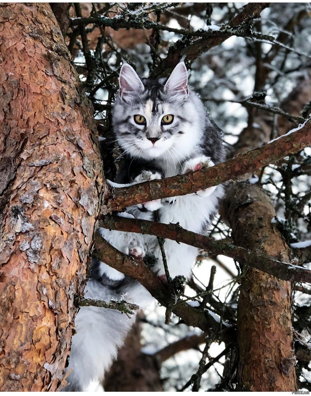 Солянка