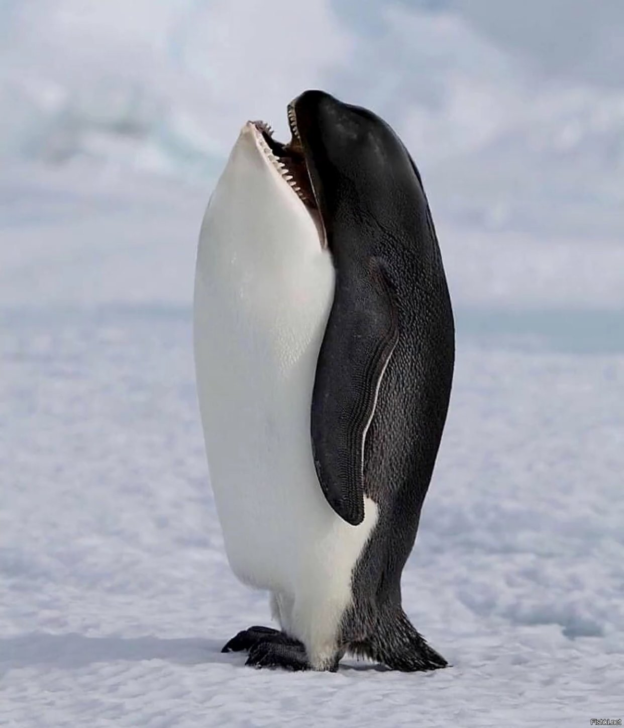 Солянка