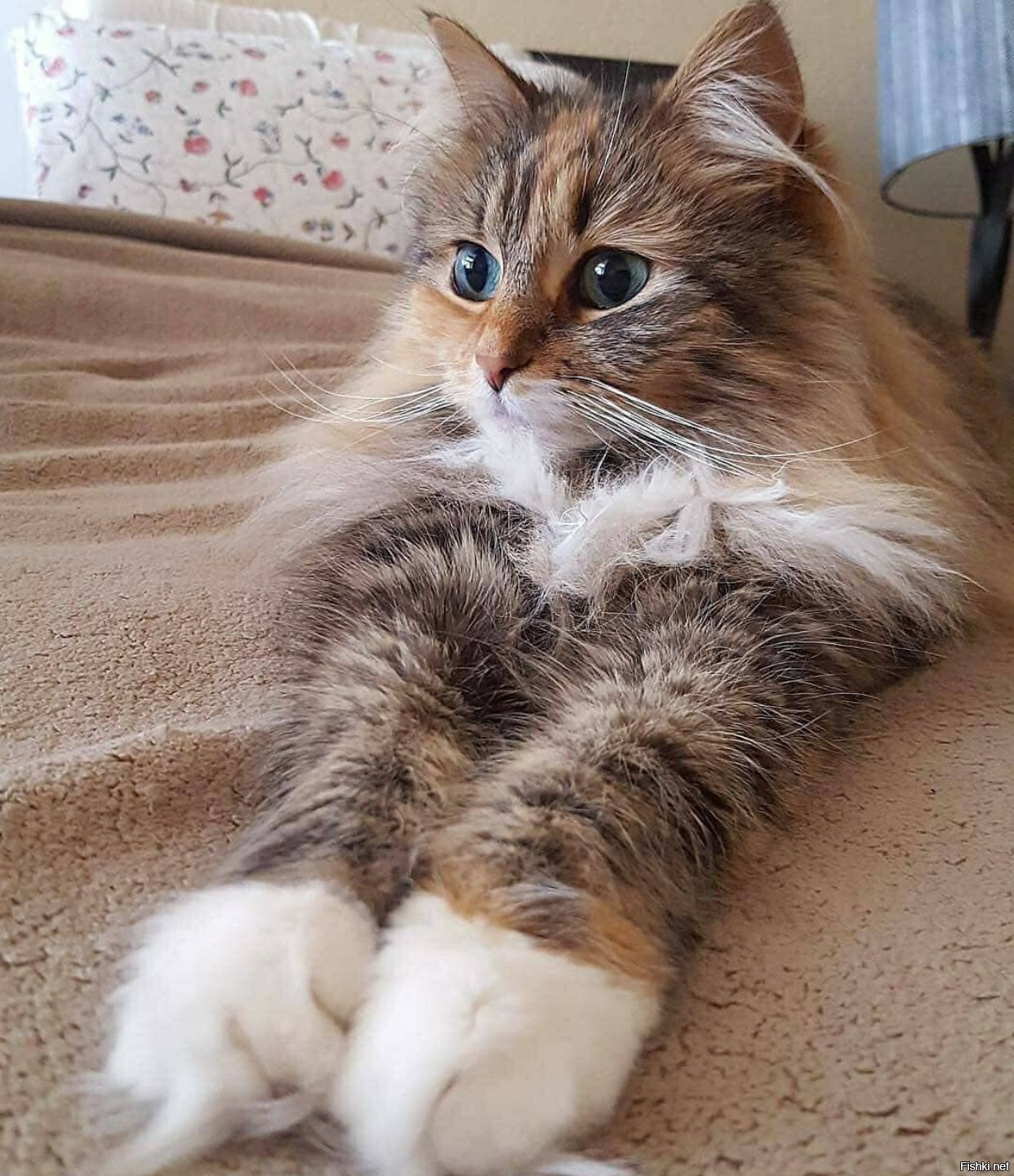 Солянка