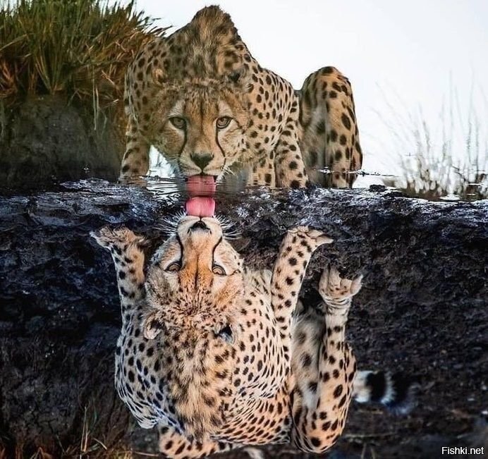 К