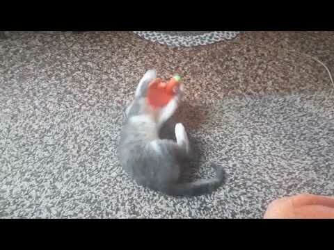 Кот любит играть с игрушкой