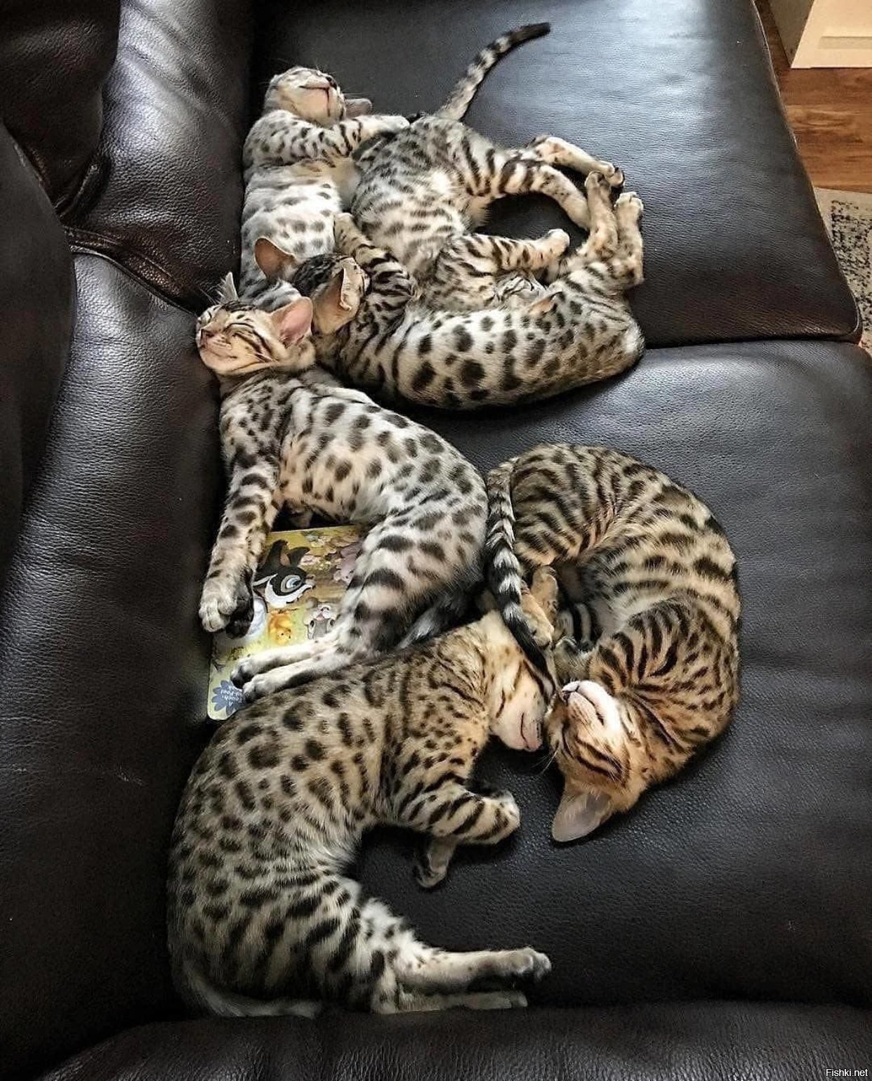 Солянка