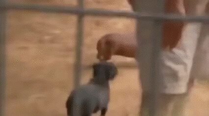 Сосиски атакуют