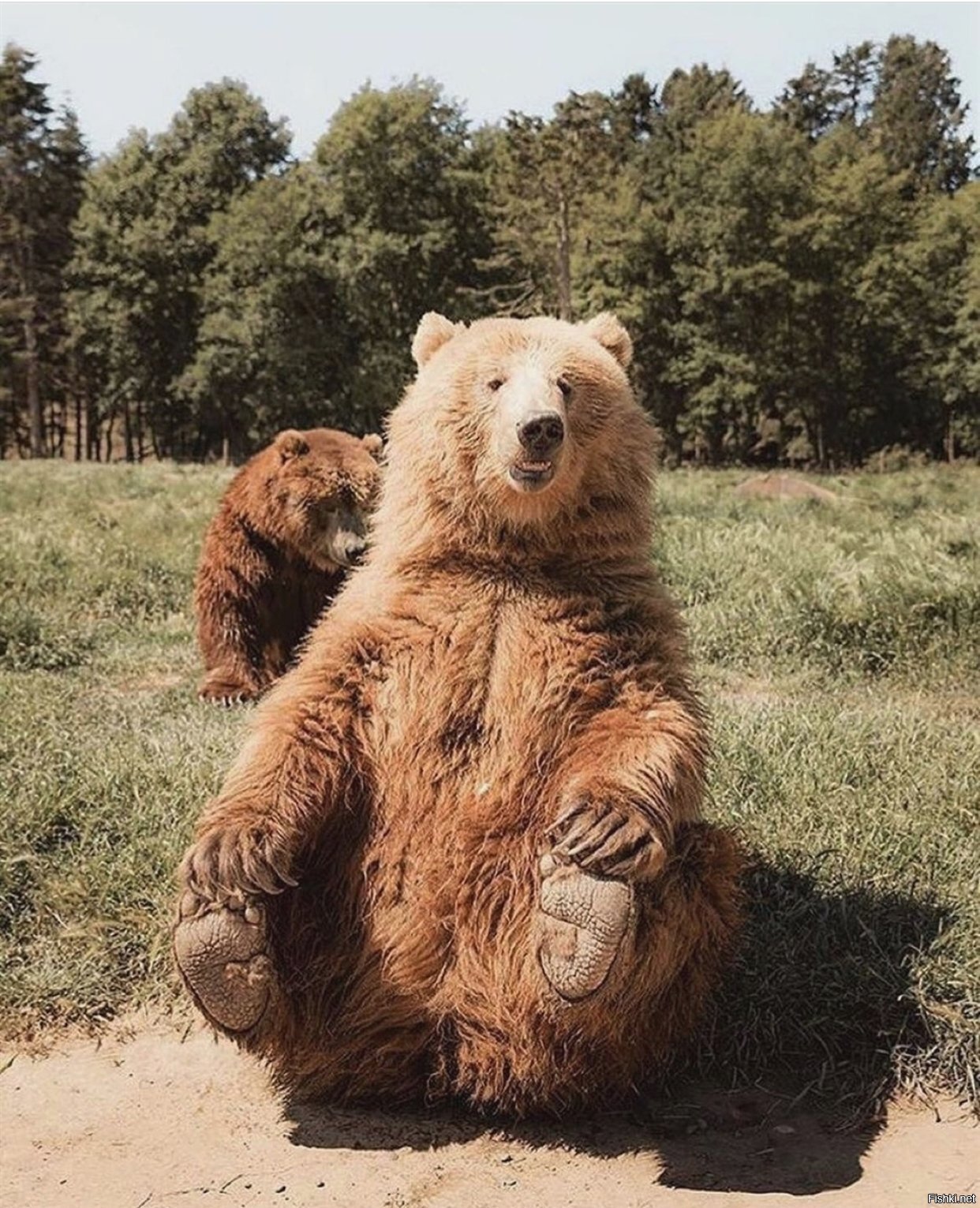 Солянка