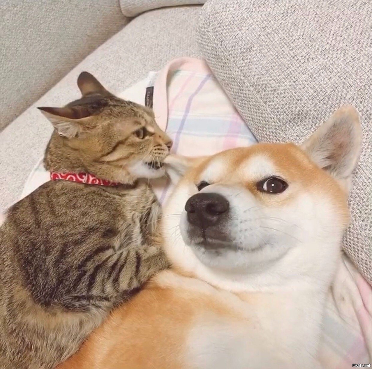 Солянка