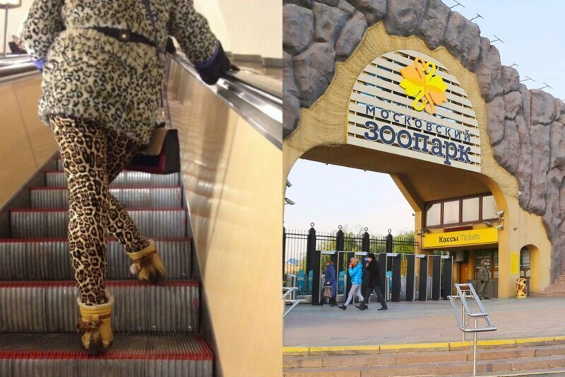 8 марта в зоопарк Москвы пустят бесплатно женщин в леопардовых лосинах