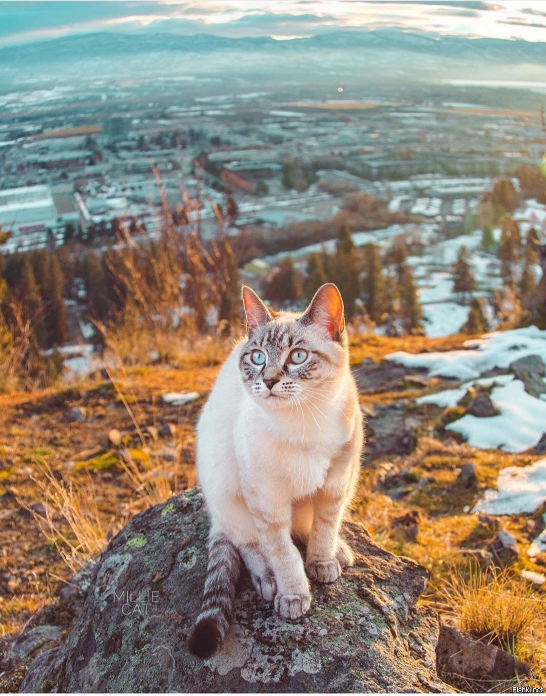 Солянка