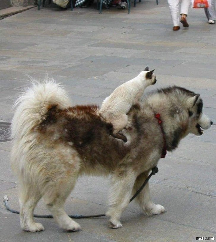 - Я люблю свою лошадку