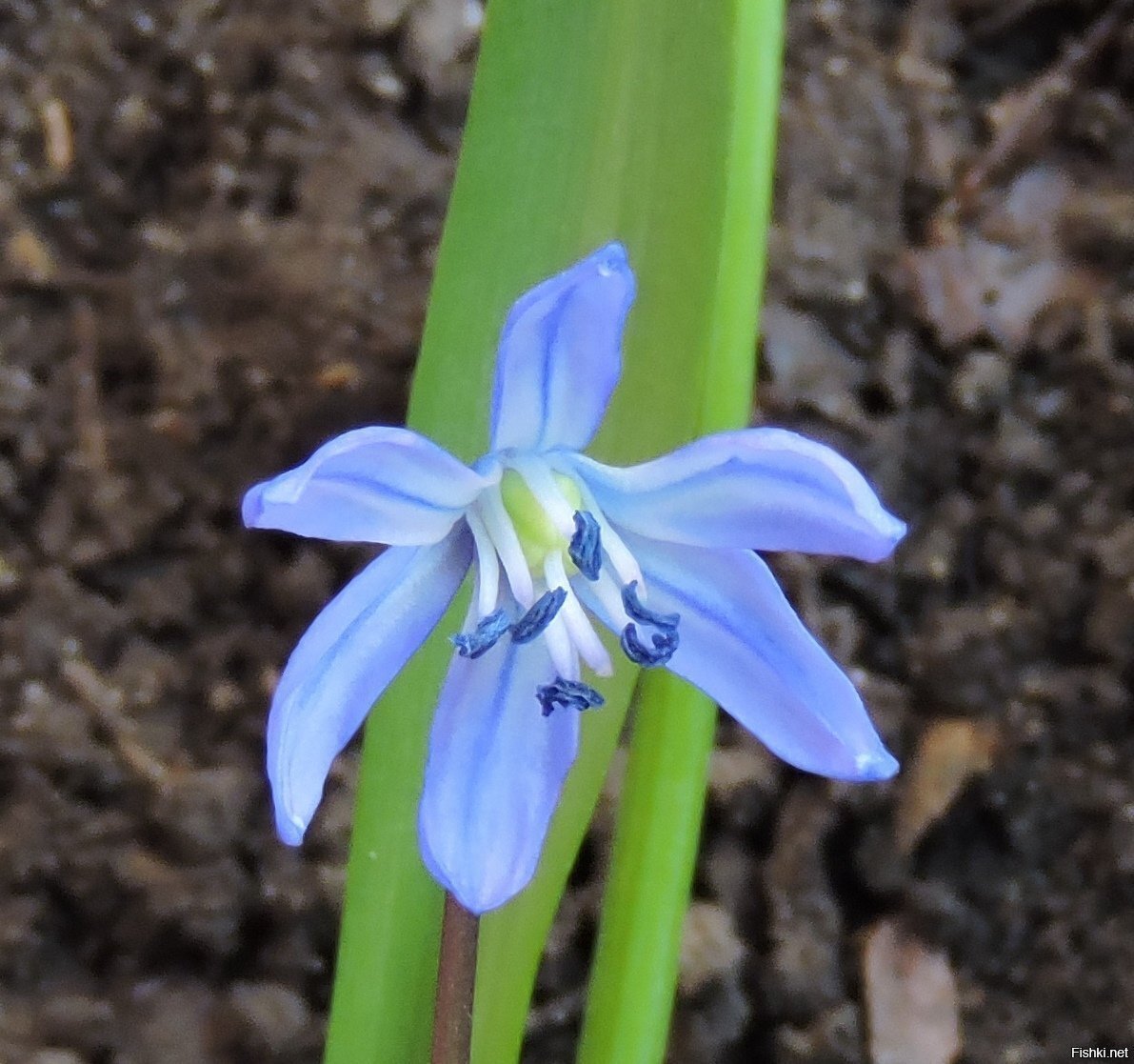 Ранняя, ранняя весна: просто Scilla (Пролеска)