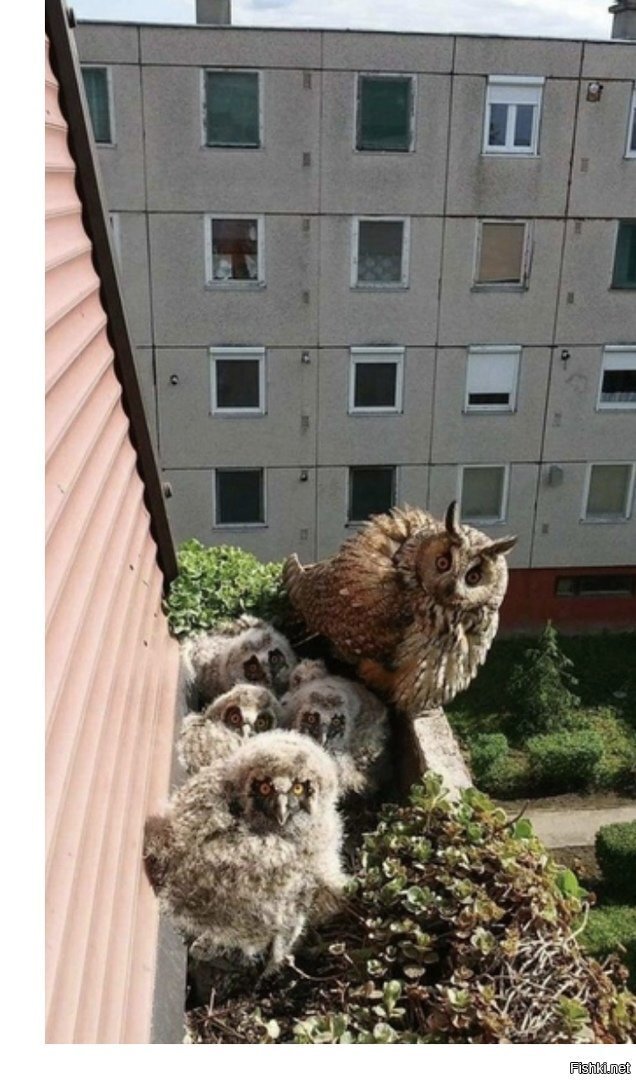 - Вы кто такие