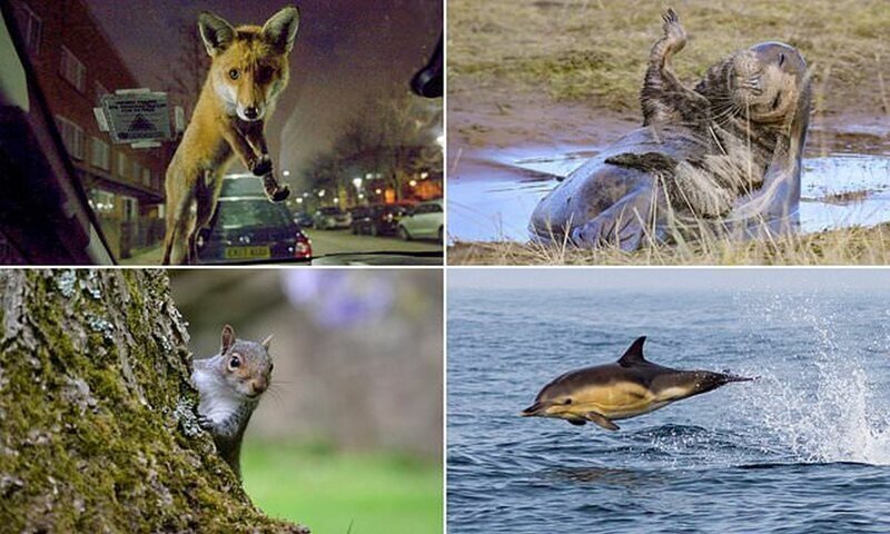 Победители конкурса любительской фотографии Mammal Photographer of the Year