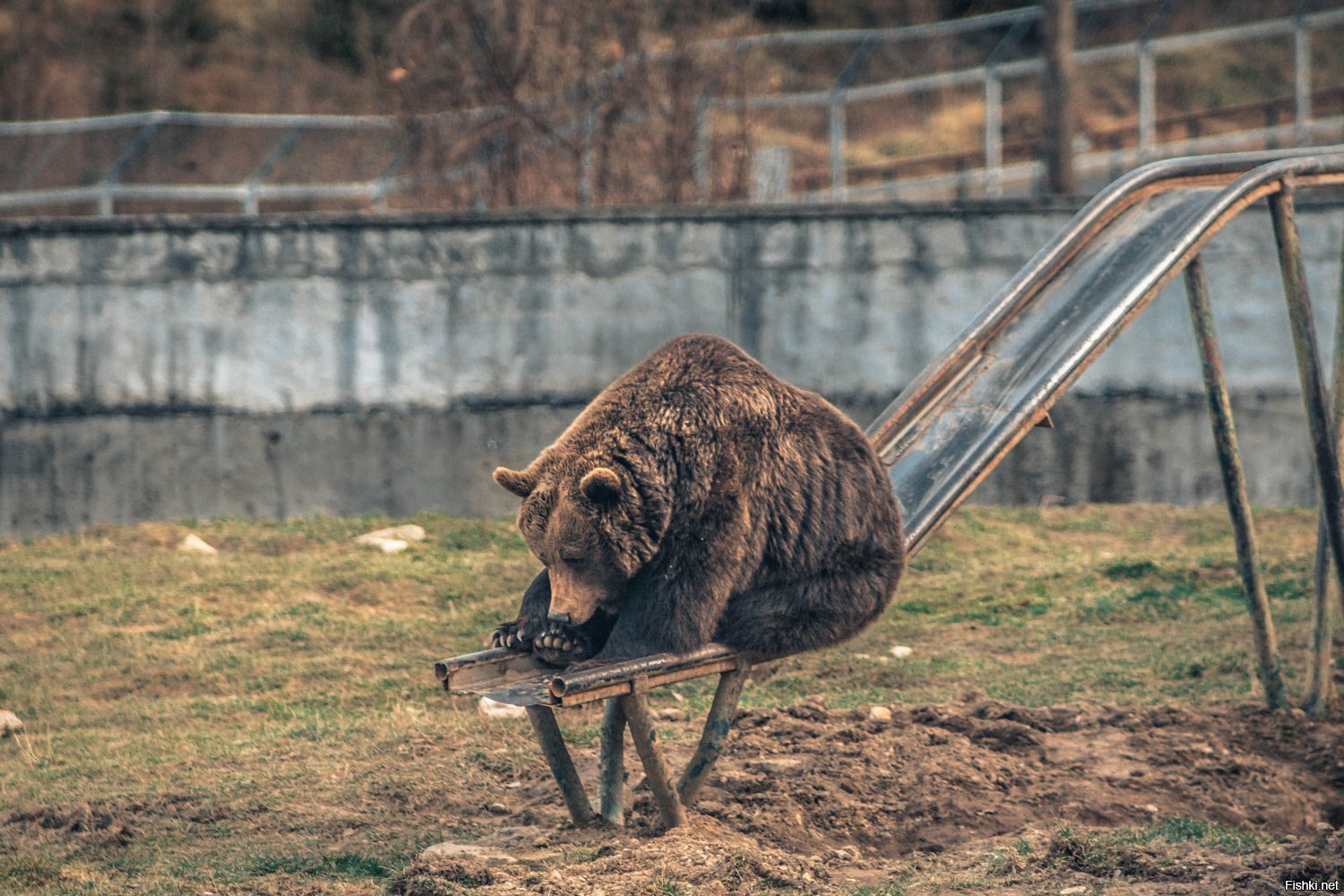 Солянка