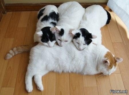 Солянка