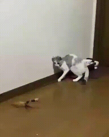кот Надёжного