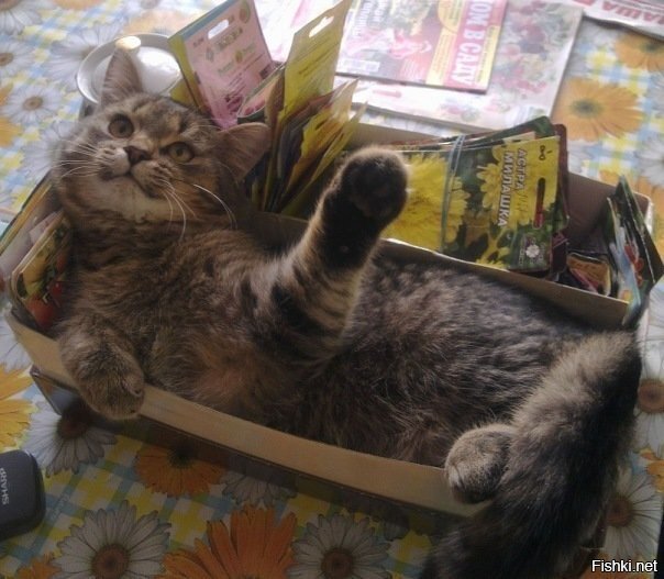 Всем привет