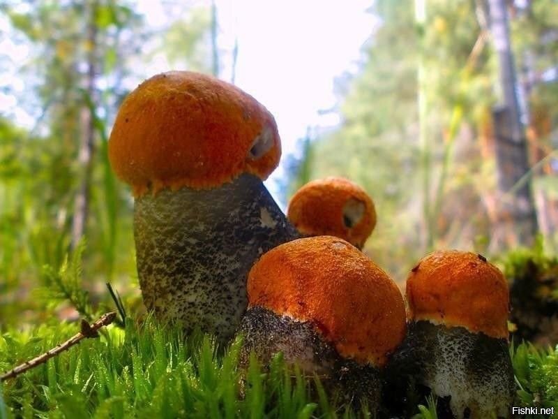 Солянка