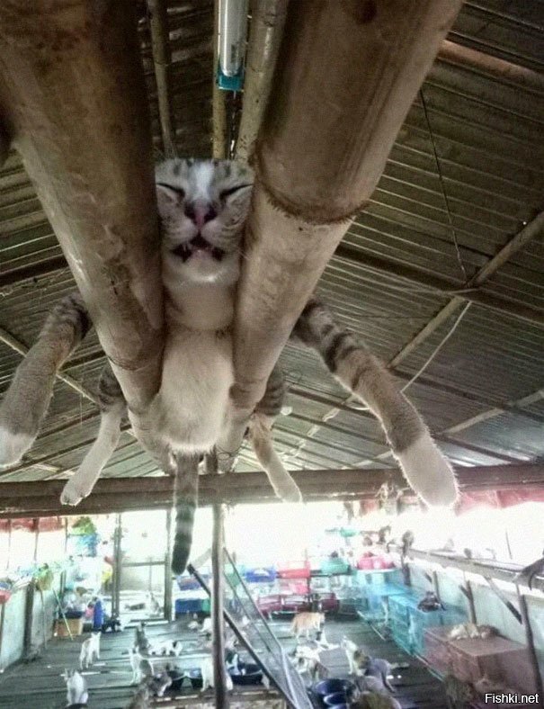 Солянка