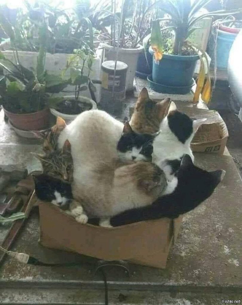 Солянка