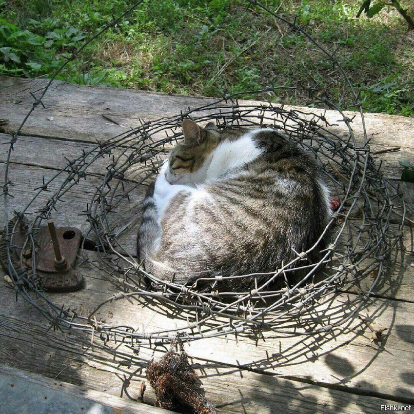 Котэ строгого режима