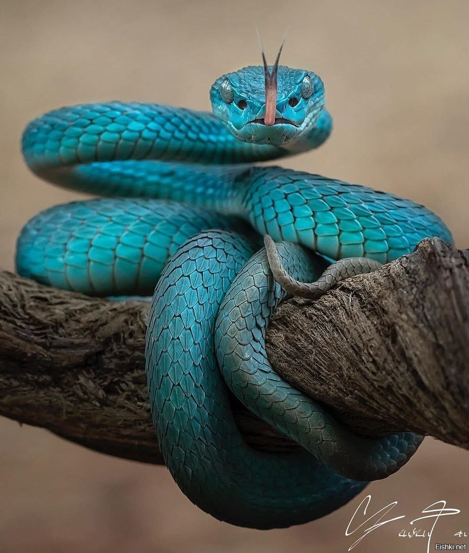 Белогубая куфия (лат