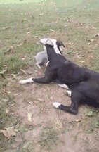 Бешеный бекон