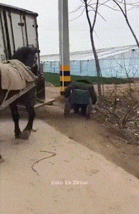 Умная лошадка