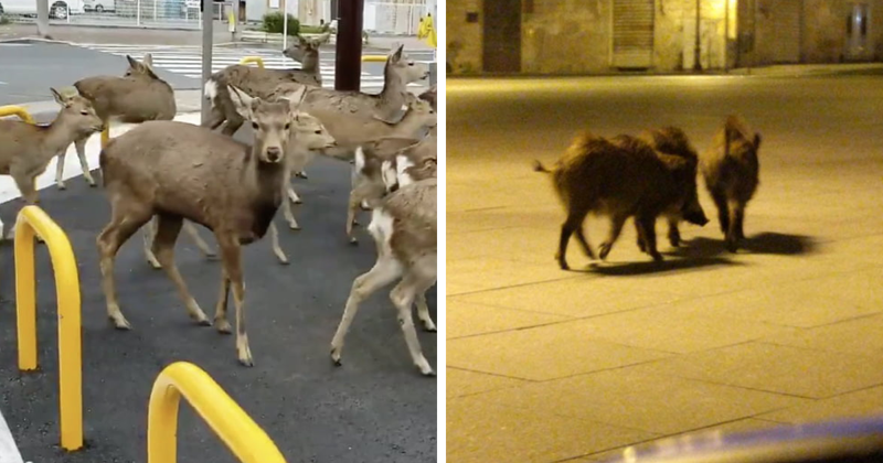 Животные сменяют людей на улицах городов