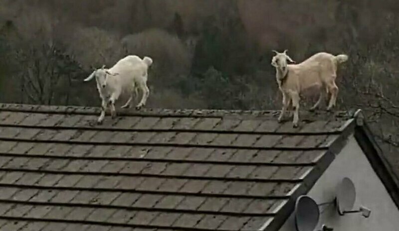 Козы забрались на крышу дома, чтобы следить за своей хозяйкой