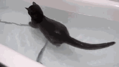 Морской котик в отпуске дома