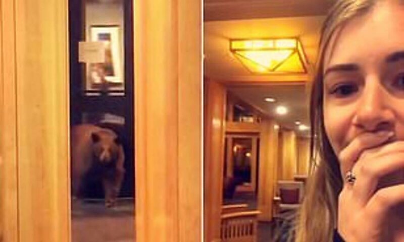 Медведь зашел в гостиницу и напугал ночную смену