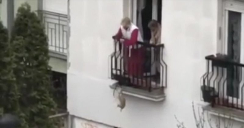 Сербская старушка придумала необычный способ выгуливать собаку во время карантина