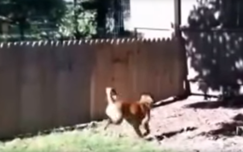 Мужчина сильно ошибался, когда решил, что забор удержит его собаку