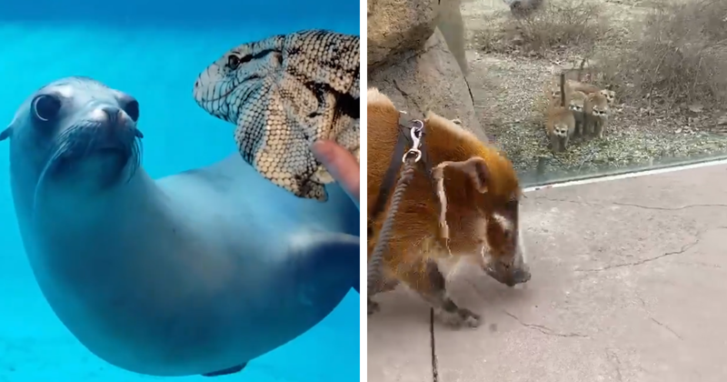Очаровательные кадры знакомства животных в зоопарках