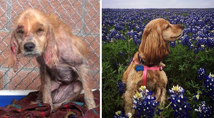 До и после: примеры перевоплощения собак, которые обрели любящих хозяев