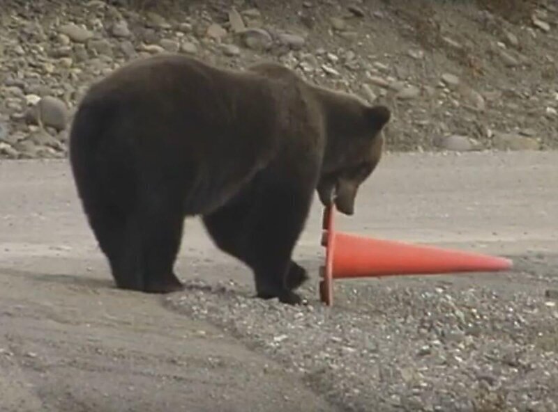Хозяйственный медведь навёл порядок и поставил на место дорожной конус