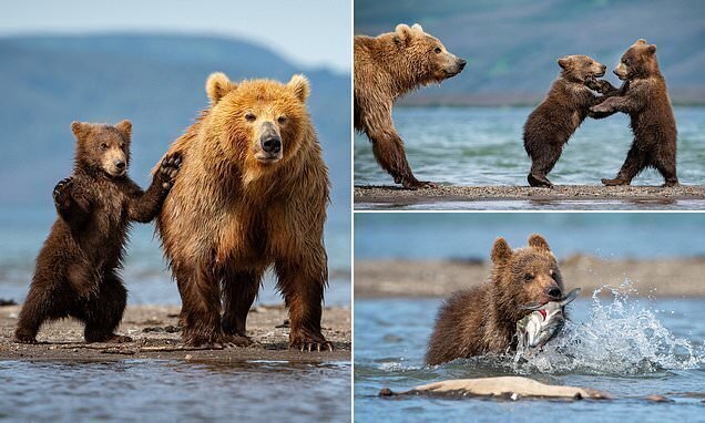 Медвежата учатся ловить рыбу на Курильском озере